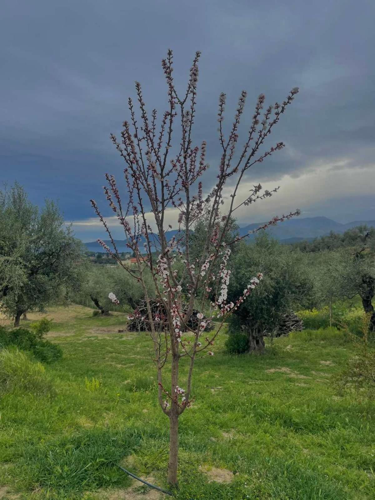 Enada & Olive Farm