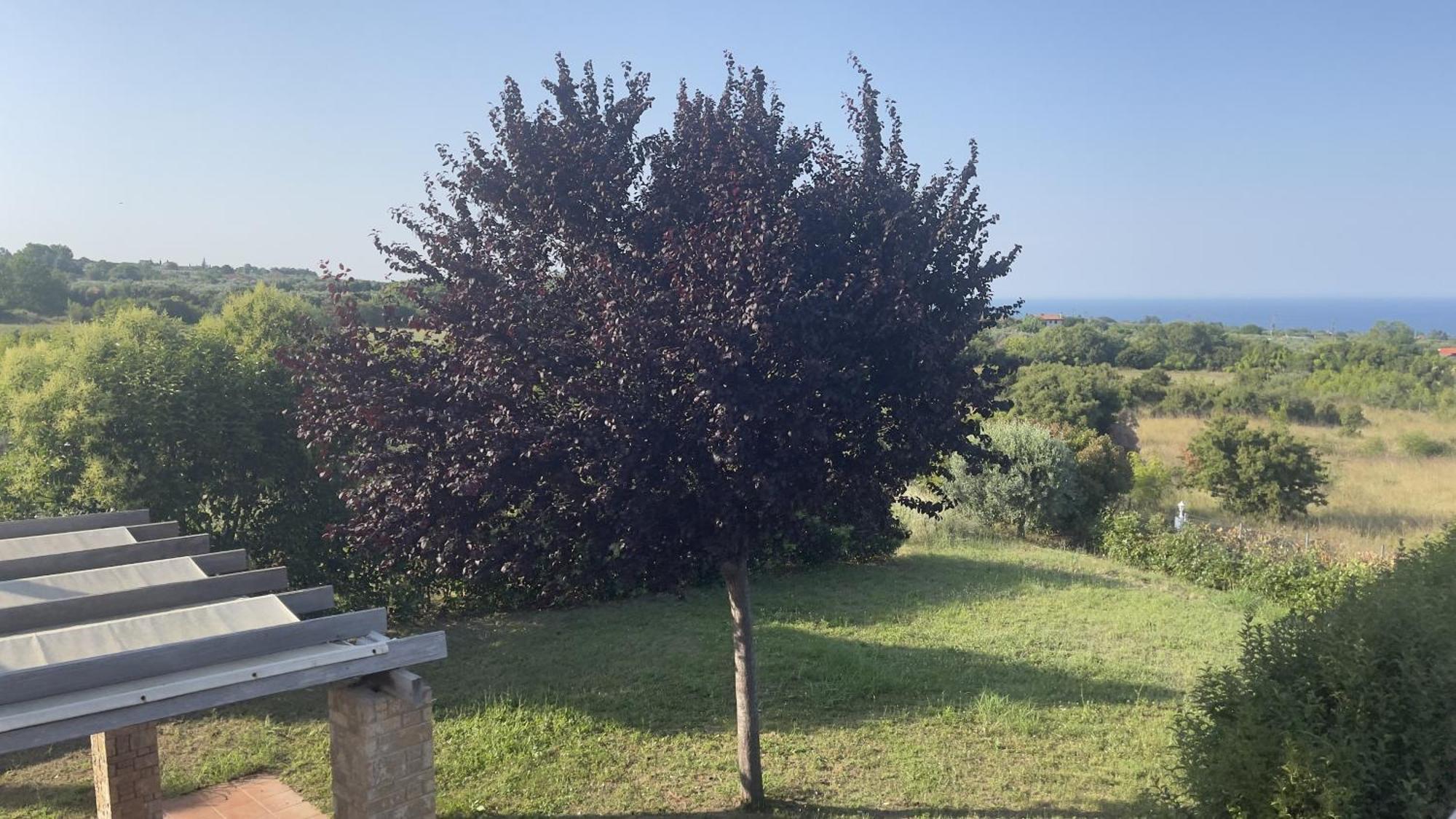 Dalla