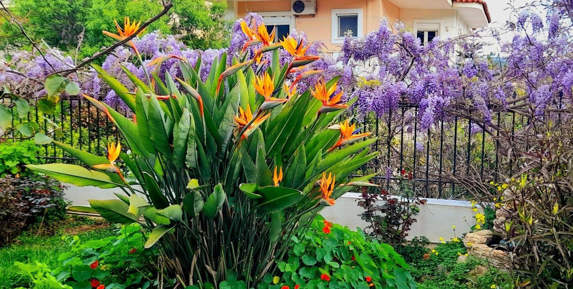 4 Seasons Suites Paradise Near Athens Airport * Markopoulo Mesogaias