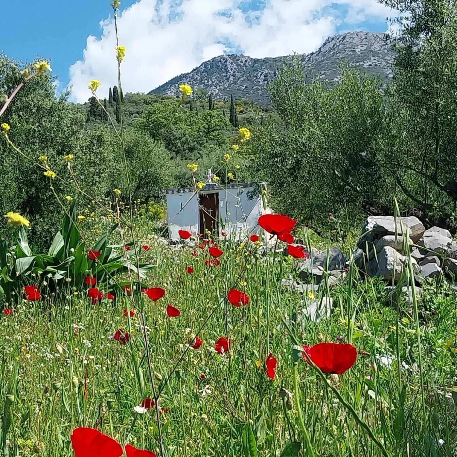 The Mousehouse Homestay Riglia