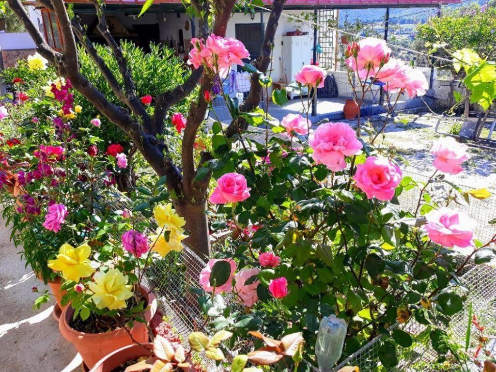 Apartment 4 Seasons Suites Paradise Near Athens Airport Markopoulo Mesogaias