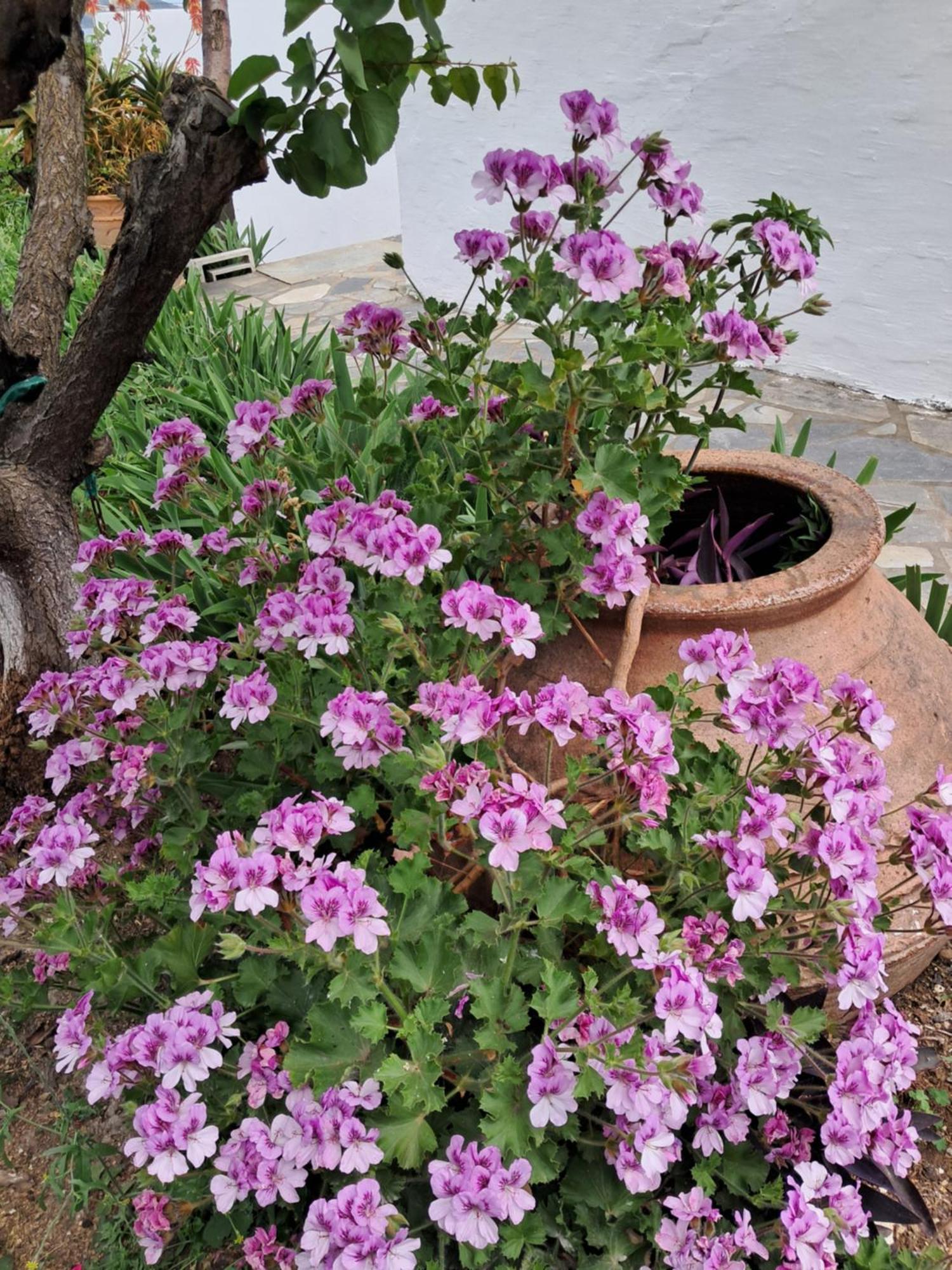 Camelia Apartment Skiathos Town