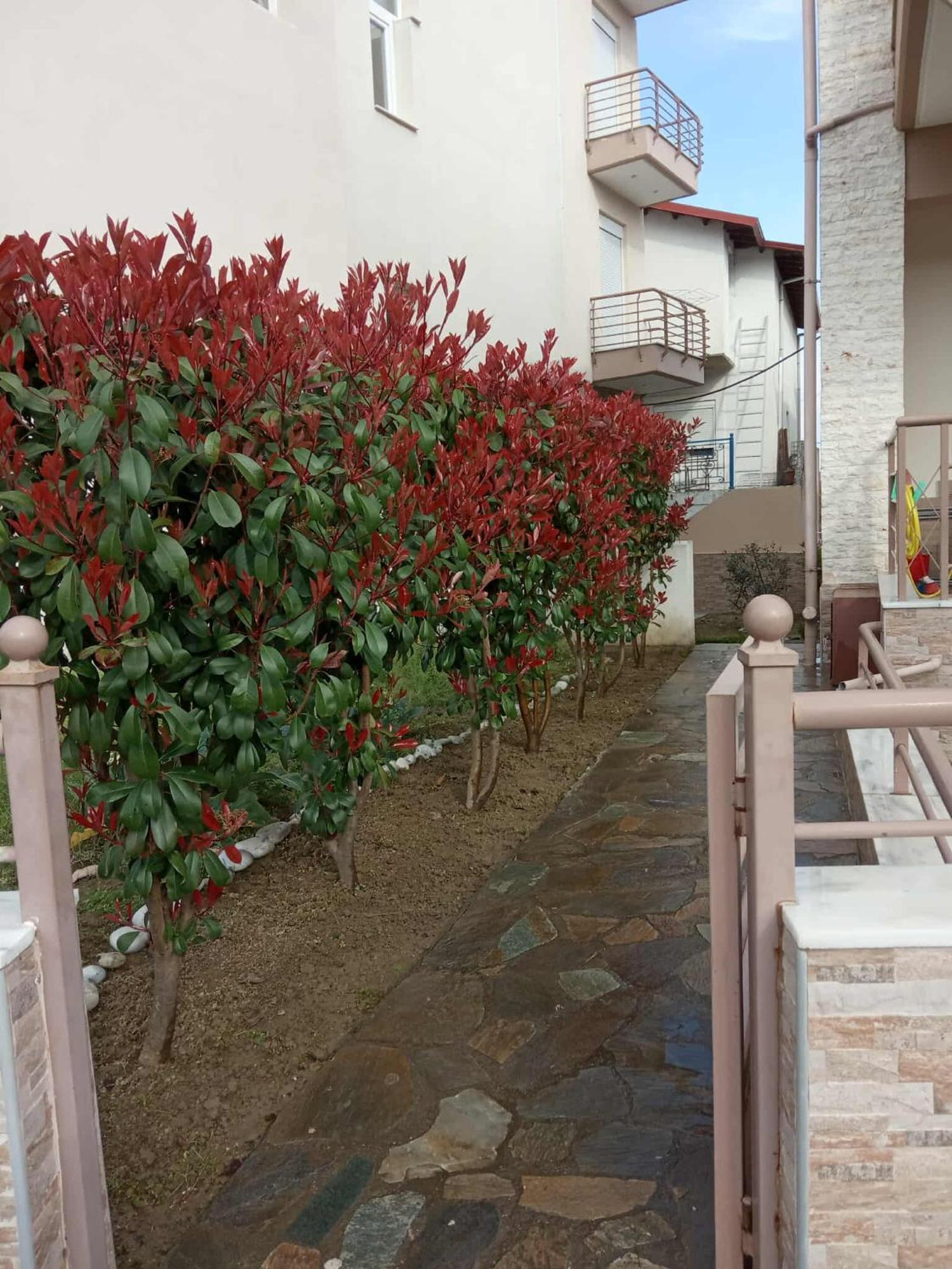 Avellana Luxury * Leptokarya (Pieria)