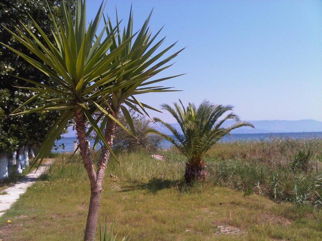 Virginia's Beachfront