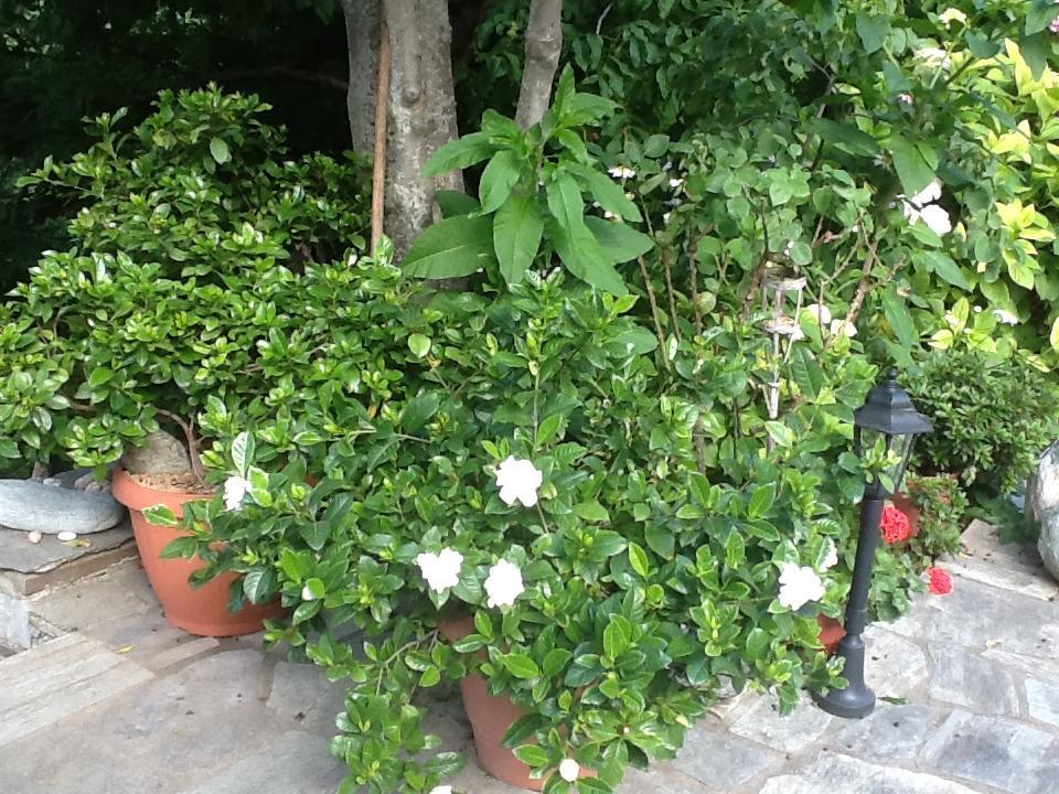 Guest house Kleopatra's