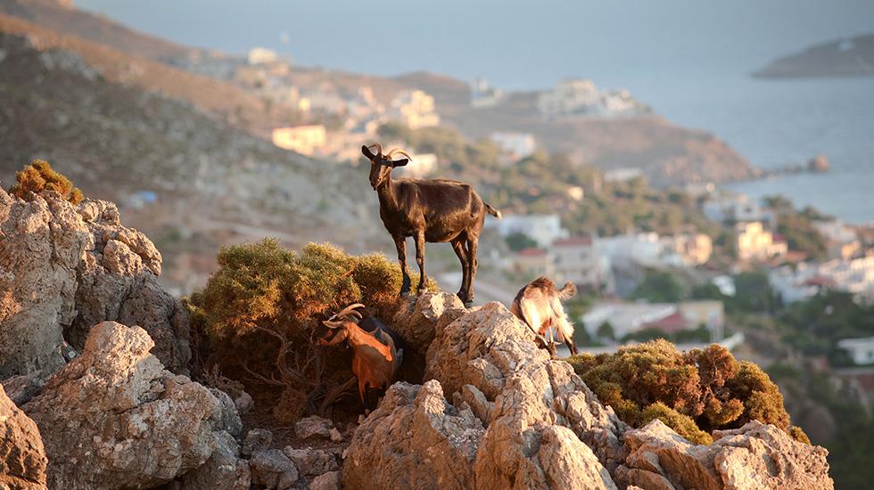 Grecotel Casa Paradiso Marmari (Kos)
