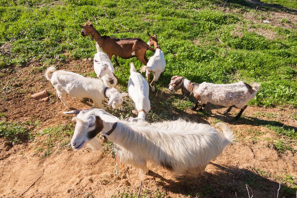 Lithies Farm Vasilikos (Zakynthos)