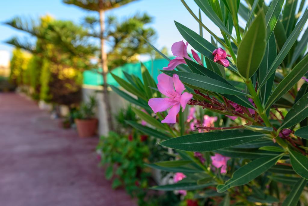 Apollon Villa *