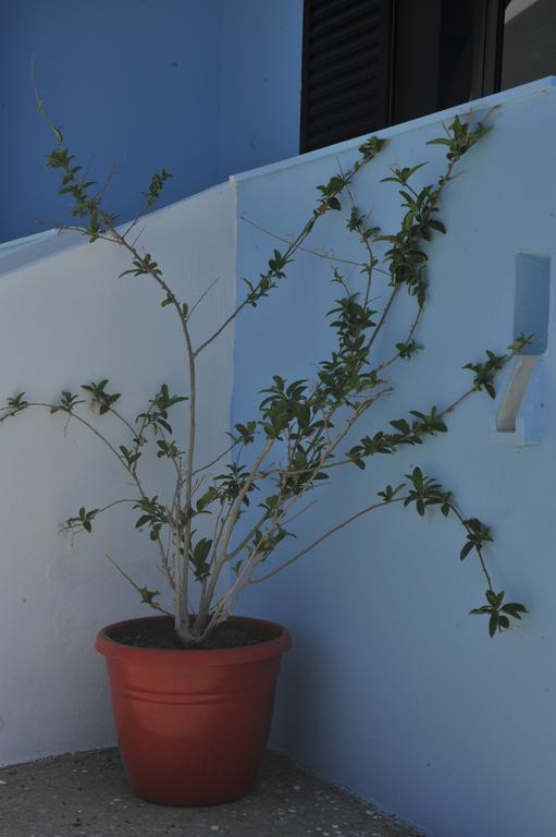 Blue Wave * Kefalos (Kos)