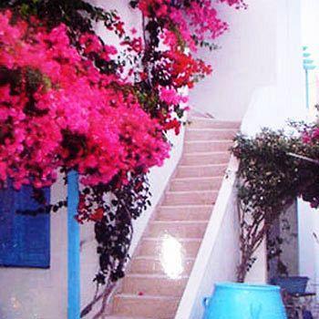 Sea Bliss Apartment