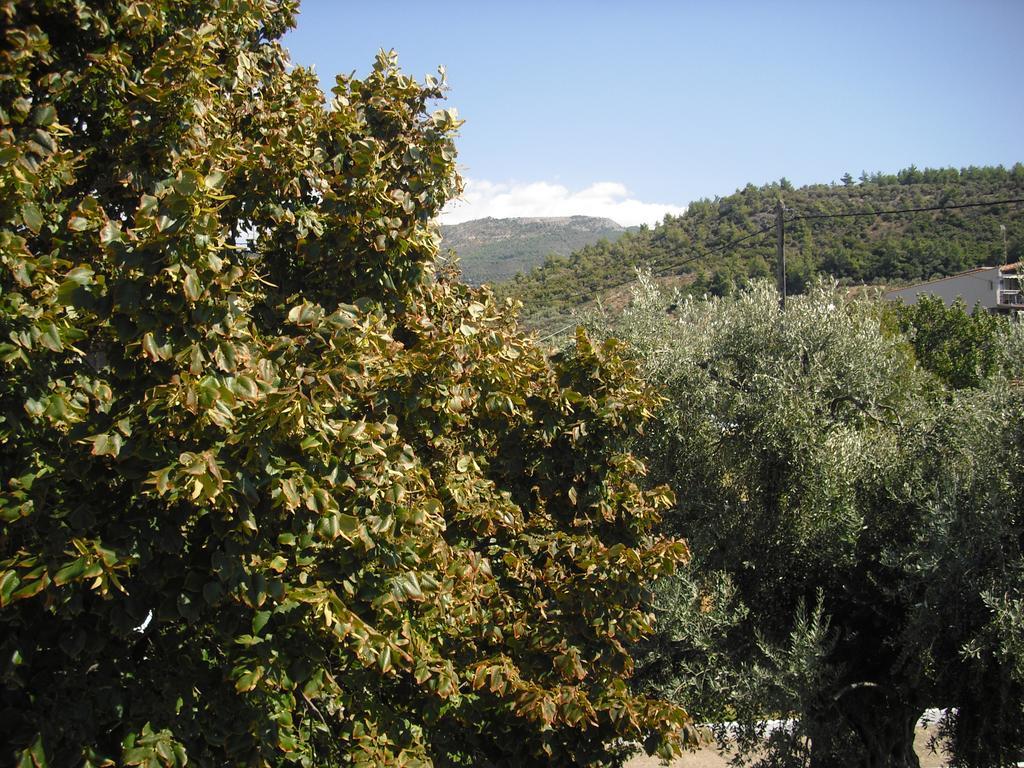 Despina