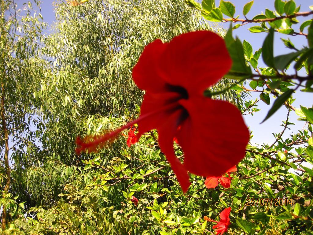 Hotel Narkissos Archangelos (Rhodes)