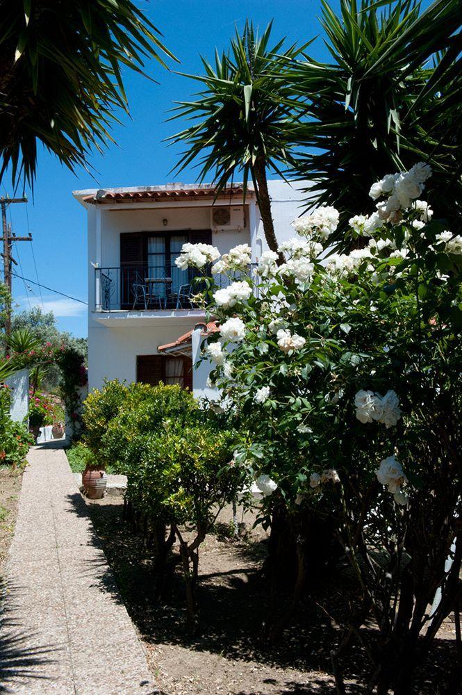 Camelia 3*