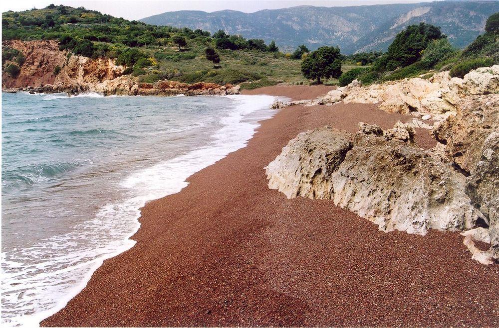 Drymna Trizonia