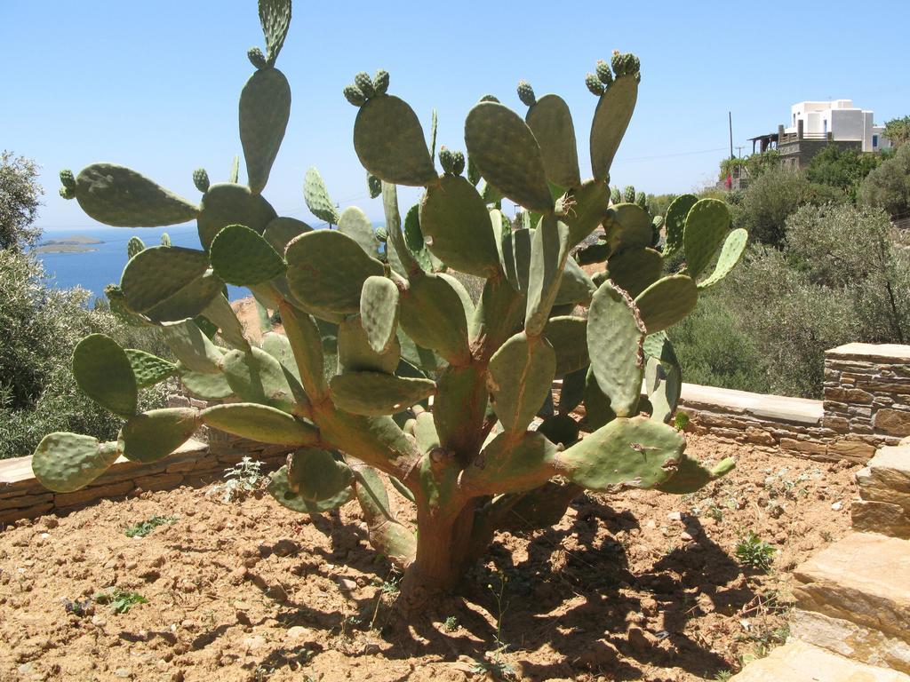 Margarita *