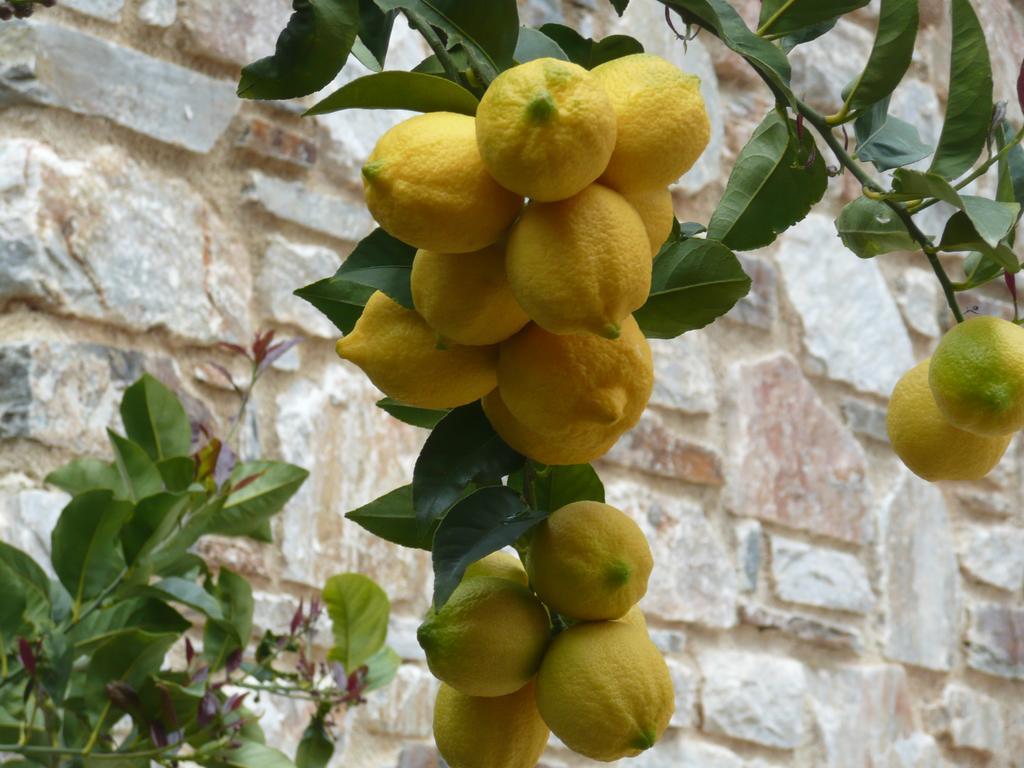 Labetia