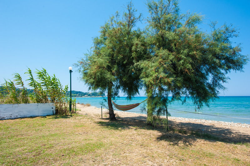 Corfu Sea Palm * Roda (Corfu)