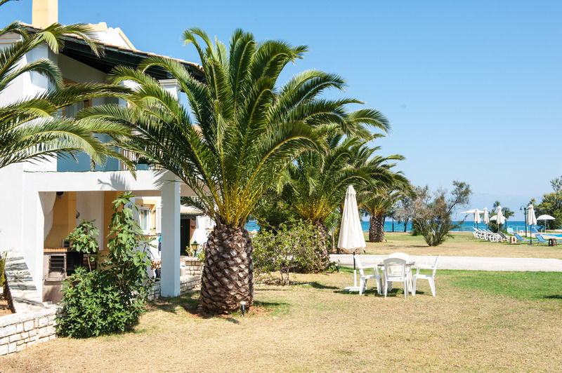 Corfu Sea Palm * Roda (Corfu)