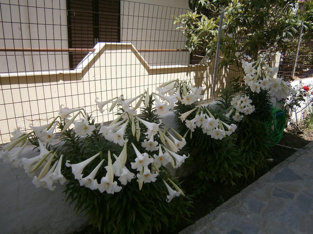 Amfi * Kardamena (Kos)