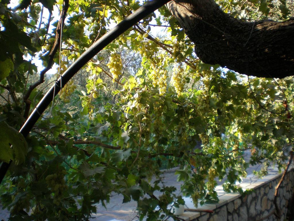 Apartment Vasiliki *