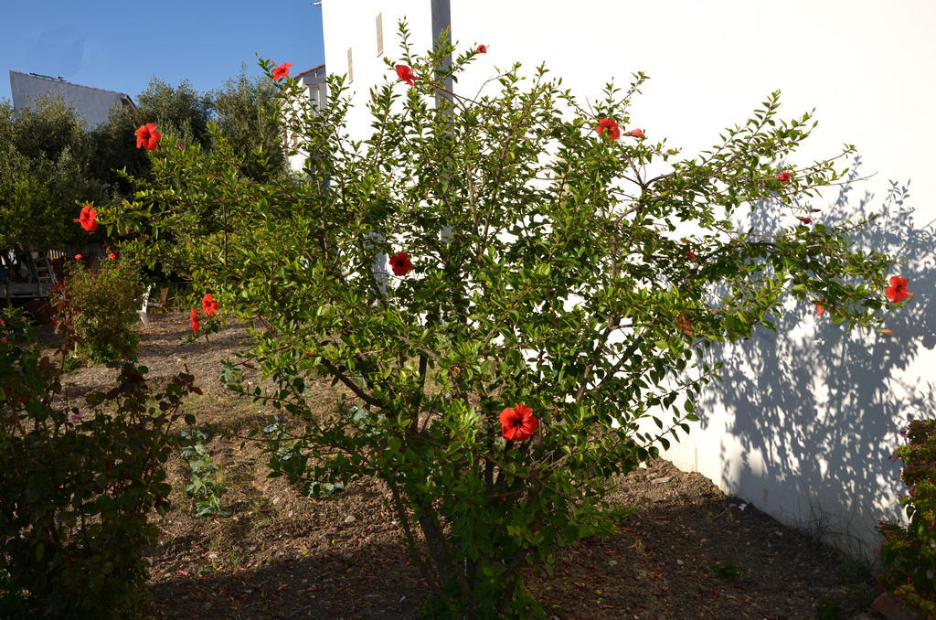 Guest house Rania