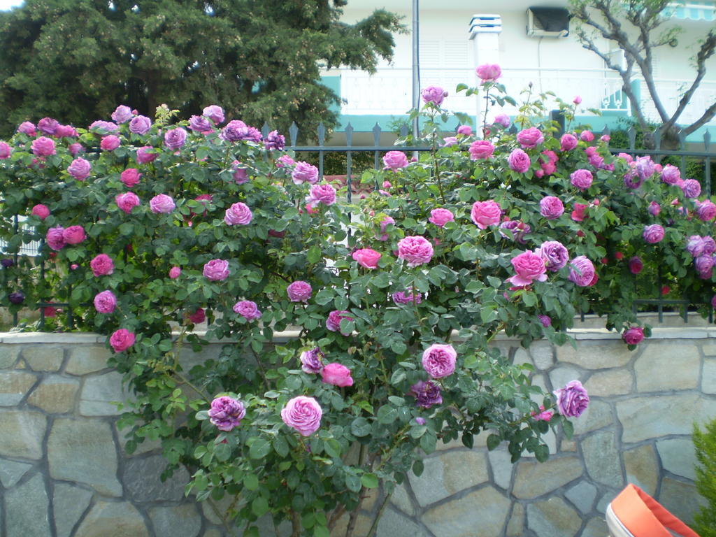 Apartment Pavloudis