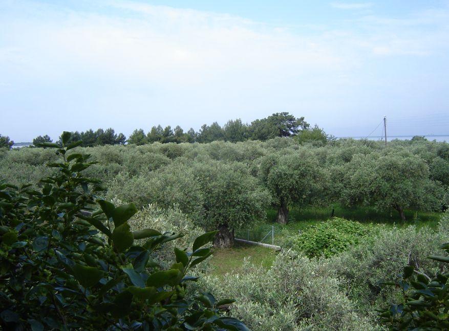 Apartment Xanthoula Skala Rachoni (Thasos)