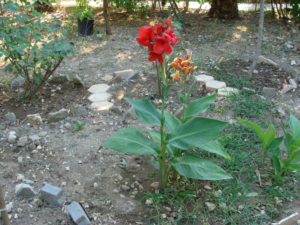 Galini Nikiana