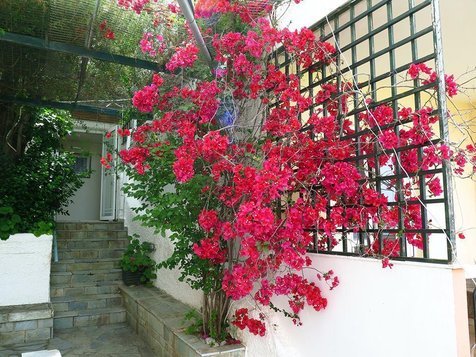 Hotel Vicky Ii Plomari