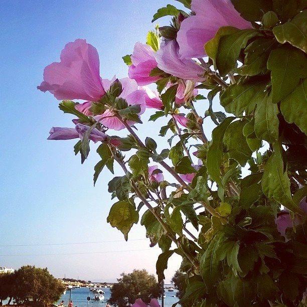 Apartment Archontiko Mary Aliki (Paros)