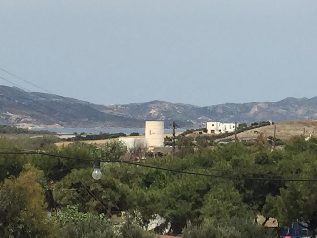 Stolidi