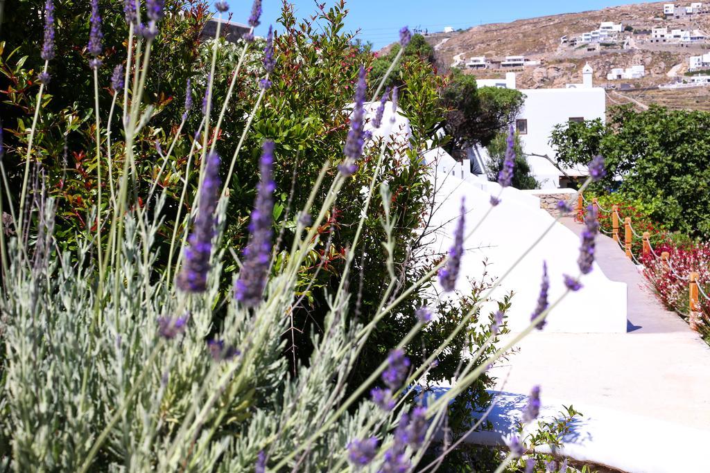 Aelia Mykonos
