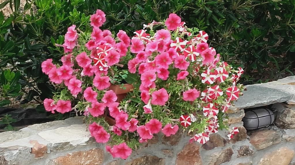 Elianthos