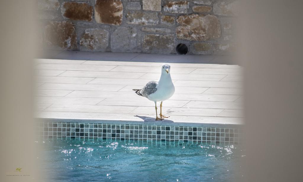 Apartment Iphimedeia Luxury Hotel & Suites