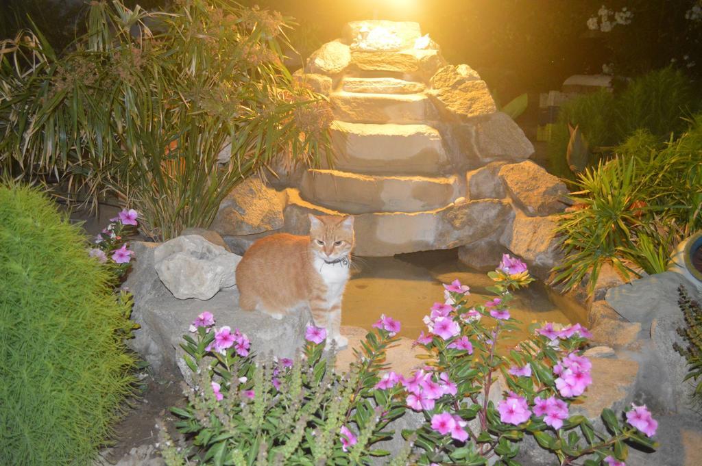 Guest house Pension Sofia