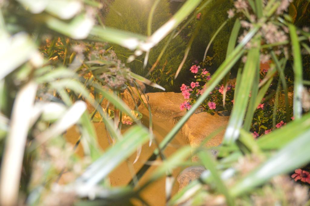 Guest house Pension Sofia 3*