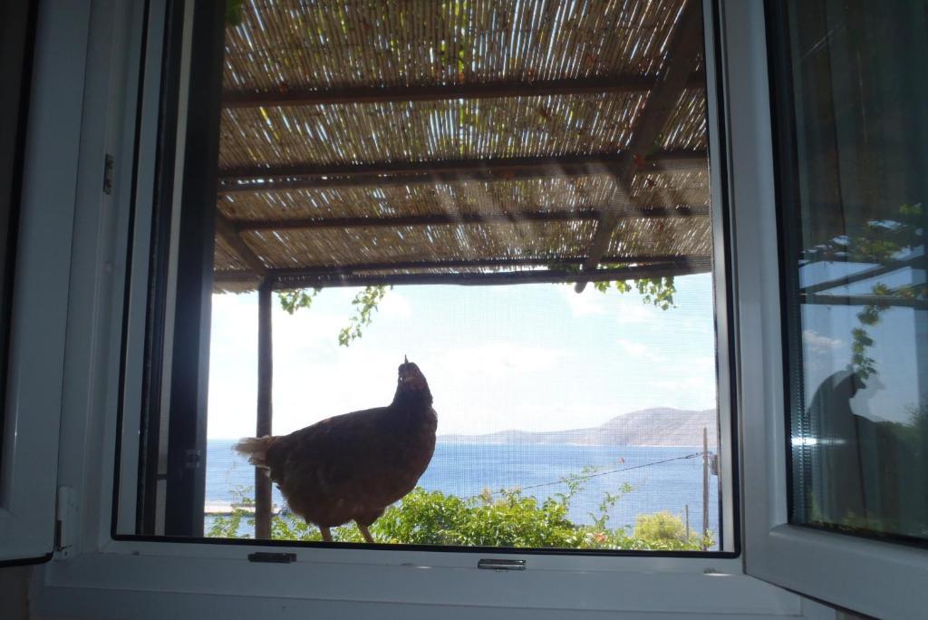 Chriason & Apartment Skyros
