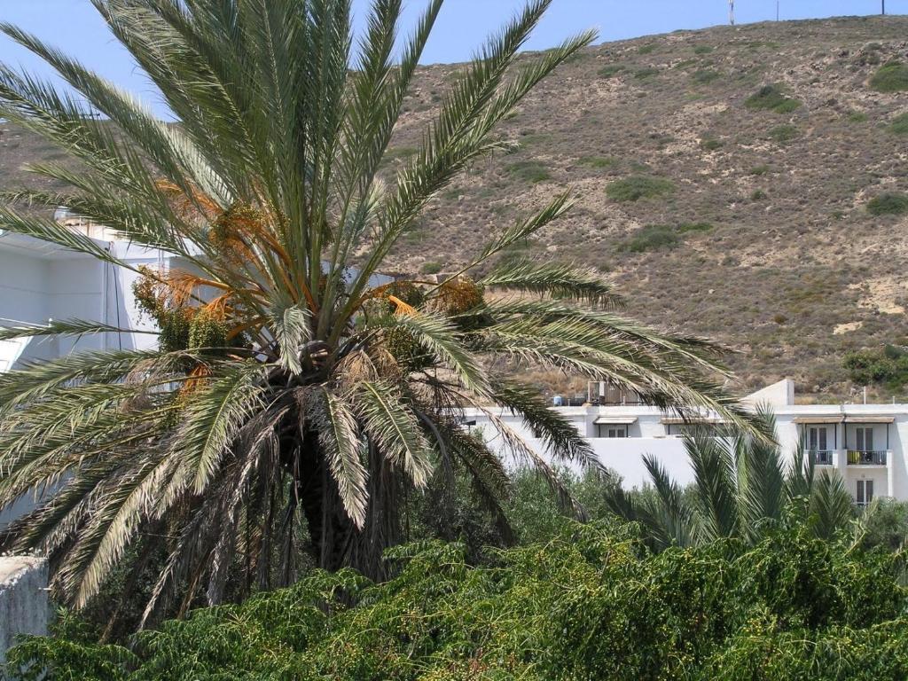 Areti's Milos