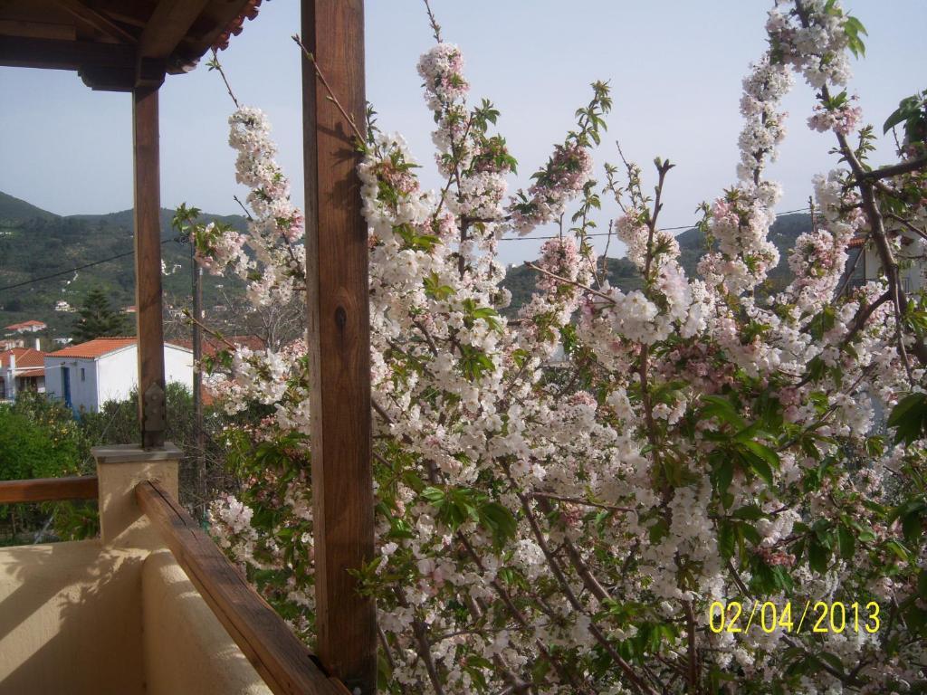 Yellow Stella Apartment *
