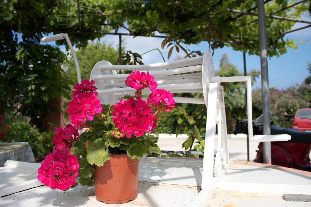 Chrysanthy Apartment Sidari (Corfu)