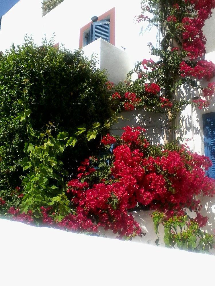 Rena Guest house