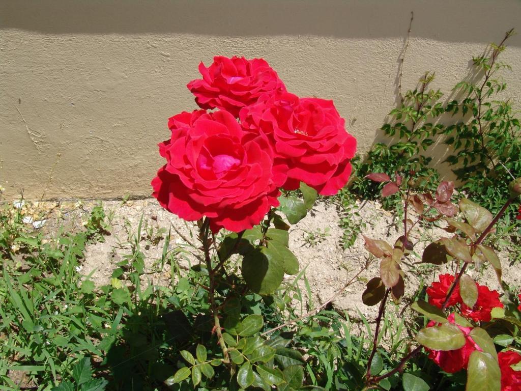 Afentouli Kefalos (Kos)