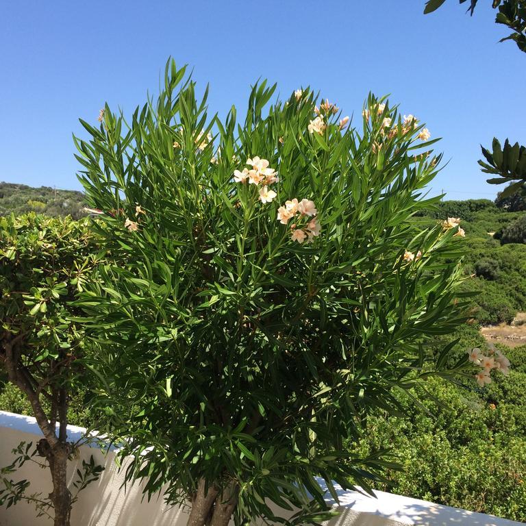 Apartment Sea Breeze Chios Monolia