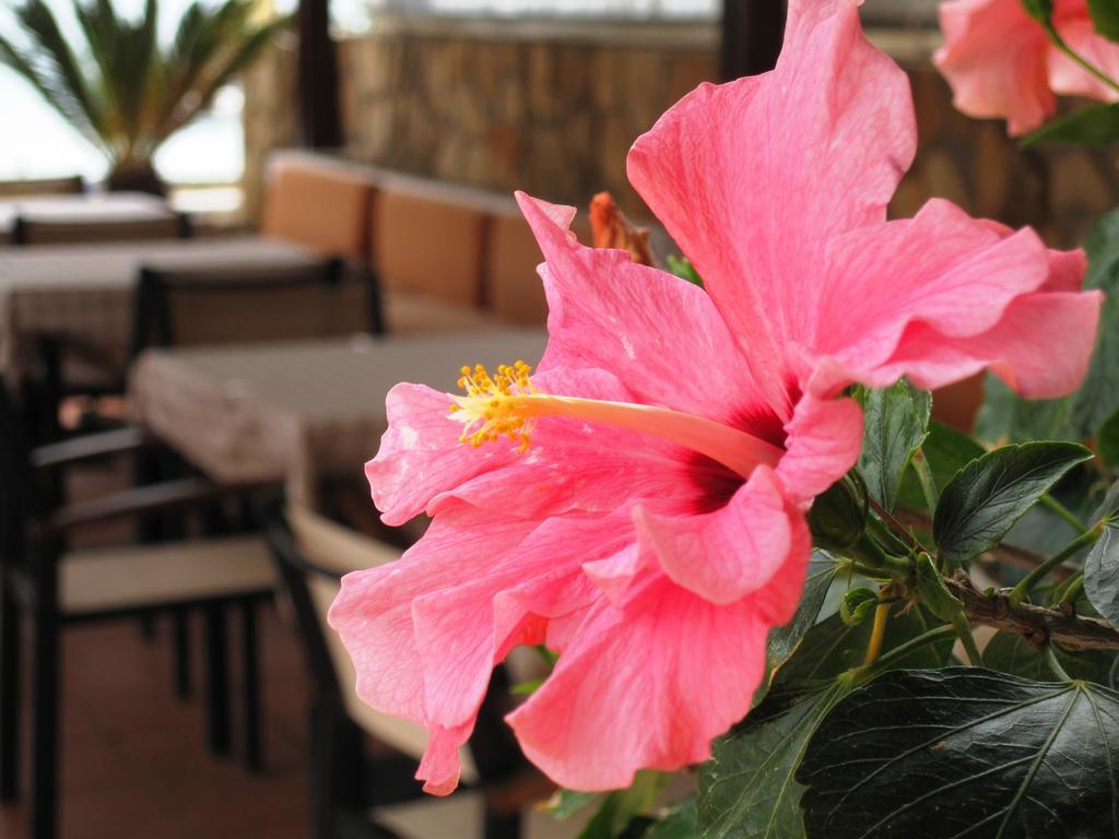 Hotel Faedra Amoudara (Lasithi)