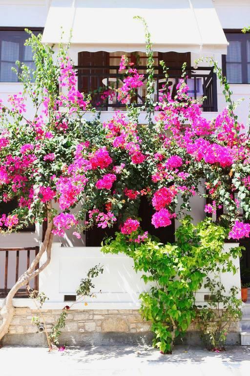 Angeliki Hotel Ireo (Samos)