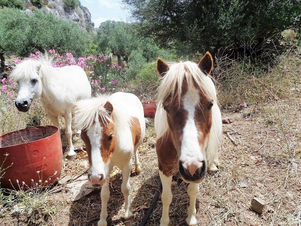 Menina Farm Country house Perivolakia