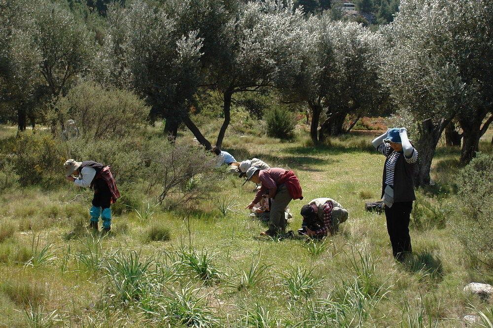 Spitakia *