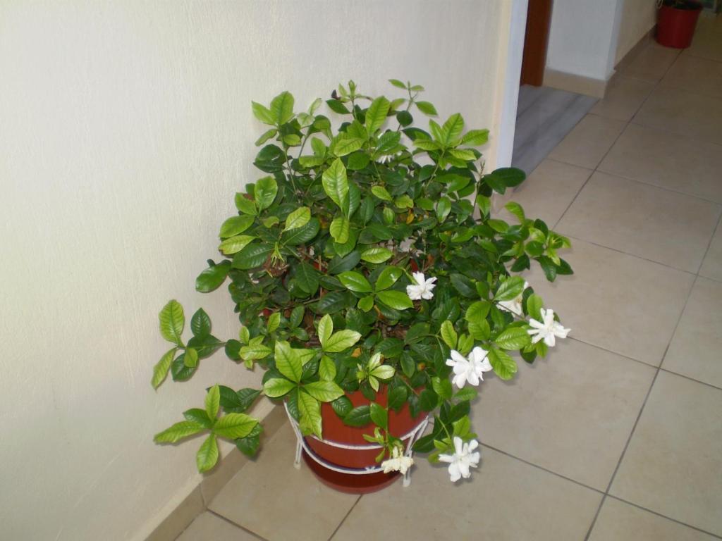 Apartment Zoi *
