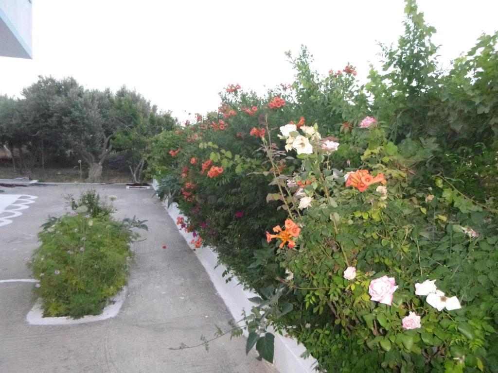 Ipokampos Kefalos (Kos)