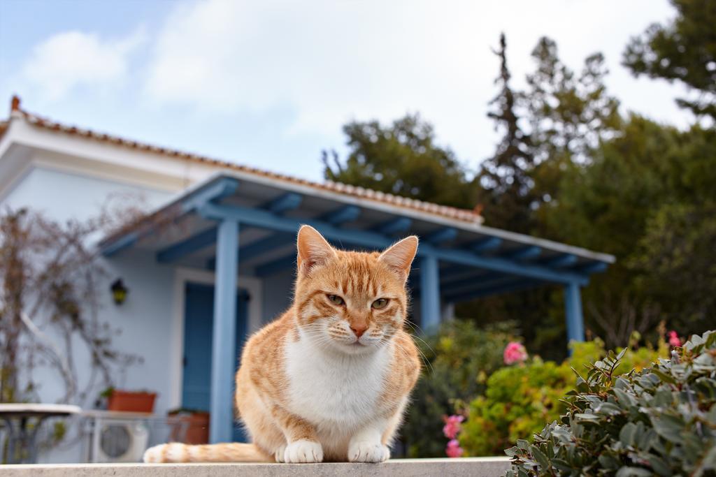 Villa Irini *
